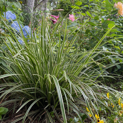 Green boutiQ - Siergrassen - Carex morrowii Ice Dance  - Wit & Groen - 4 Planten - Bladhoudend - Weinig Onderhoud - Pot 17cm Hoogte 50cm
