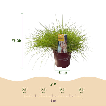 Green boutiQ - Siergrassen - Festuca glauca Golden Toupee - Geel - 4 Planten - Bladhoudend - Weinig Onderhoud - Pot 17cm Hoogte 50cm