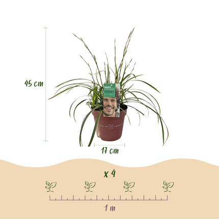 Green boutiQ - Siergrassen - Carex morrowii Ice Dance  - Wit & Groen - 4 Planten - Bladhoudend - Weinig Onderhoud - Pot 17cm Hoogte 50cm