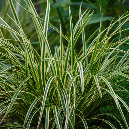 Green boutiQ - Siergrassen - Carex morrowii Ice Dance  - Wit & Groen - 4 Planten - Bladhoudend - Weinig Onderhoud - Pot 17cm Hoogte 50cm