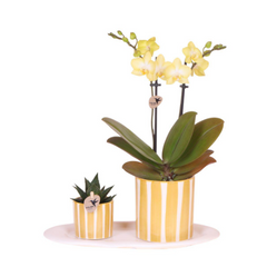 Collection image for: Producten tot € 50,-