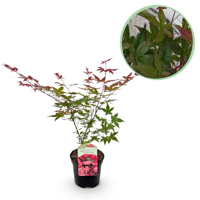 Green boutiQ - Terrasplant - Japanse Esdoorn - Acer palmatum Beni Maiko - Rood - 1 Plant - Bladverliezend - Pot 19cm Hoogte 70cm