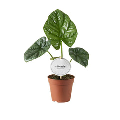 Collection image for: Kleine kamerplanten zonder pot