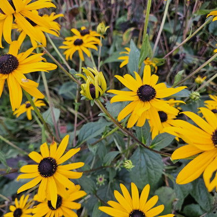 12x Rudbeckia fulgida 'Goldsturm' - ↕10-25cm - Ø9cm