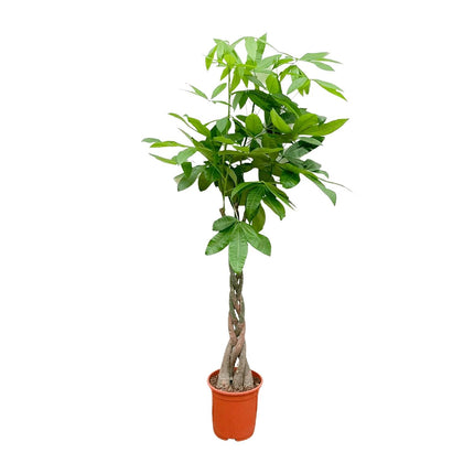 Pachira Aquatica - 140cm - ø27