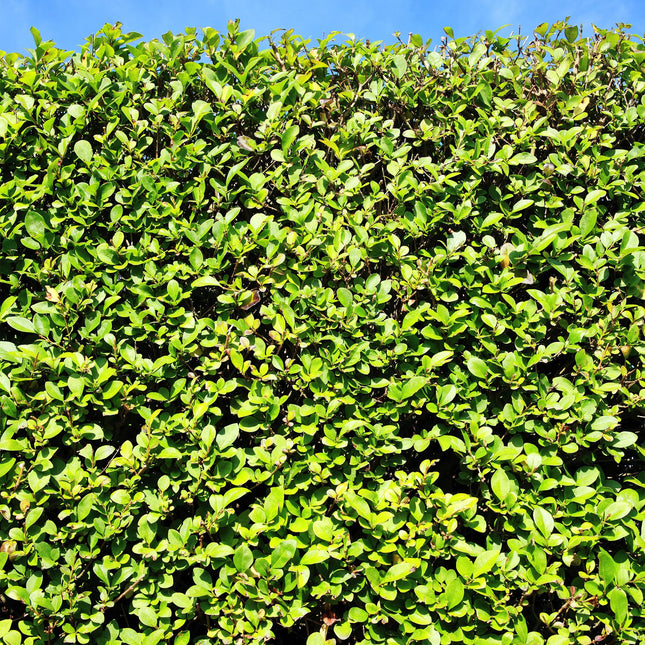 Green boutiQ - Haagplanten - Ligustrum ovalifolium -  blad groen - 6 planten - 1 strekkende meter - groenblijvend - pot 17cm hoogte 55cm