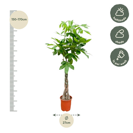 Pachira Aquatica - 140cm - ø27