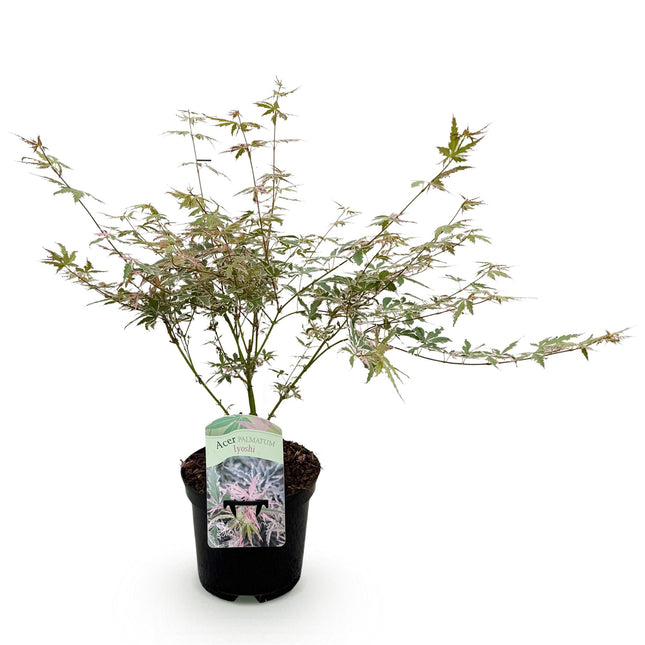 Green boutiQ - Terrasplant - Japanse Esdoorn - Acer palmatum Iyoshi - Roze - 1 Plant - Bladverliezend - Pot 19cm Hoogte 70cm