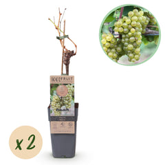 Collection image for: Fruitbomen