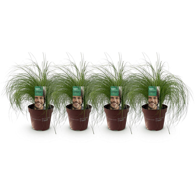 Green boutiQ - Siergrassen - Stipa tenuifolia Pony Tails - Groen - 4 Planten - Bladhoudend - Weinig Onderhoud - Pot 17cm Hoogte 50cm