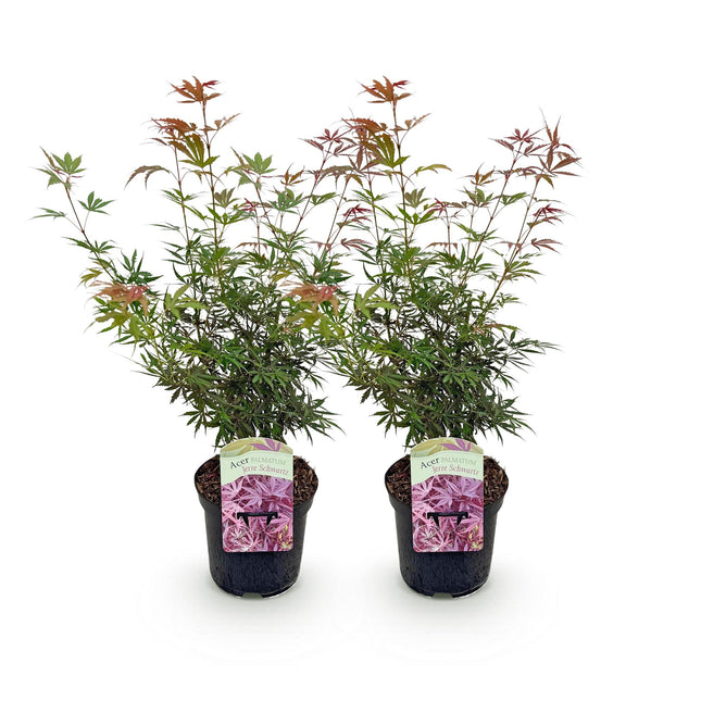 Green boutiQ - Terrasplant - Japanse Esdoorn - Acer palmatum Jerre Swarts - Donker Rood - 2 Planten - Bladverliezend -  Pot 19cm Hoogte 70cm