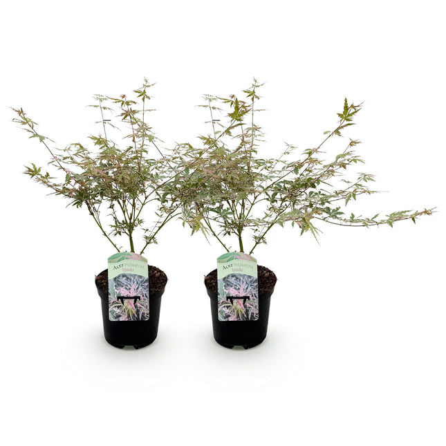 Green boutiQ - Terrasplant - Japanse Esdoorn - Acer palmatum Iyoshi - Roze - 2 Planten - Bladverliezend - Pot 19cm Hoogte 70cm