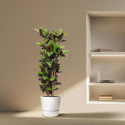 Codiaeum Iceton (Croton Iceton) - 140 cm - ø27