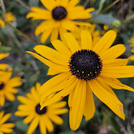 12x Rudbeckia fulgida 'Goldsturm' - ↕10-25cm - Ø9cm