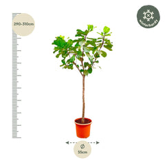Collection image for: XXL Planten