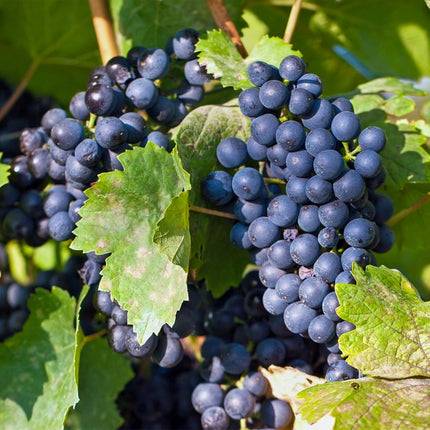 Green boutiQ - Fruitplant - Blauwe Druif - Vitis vinifera Regent - 2 planten - Pot 15cm Hoogte 50cm