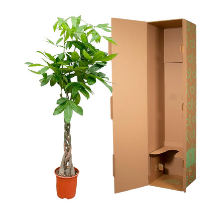 Pachira Aquatica - 140cm - ø27