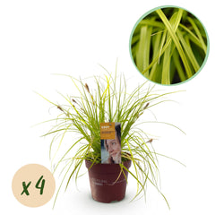 Collection image for: Siergras