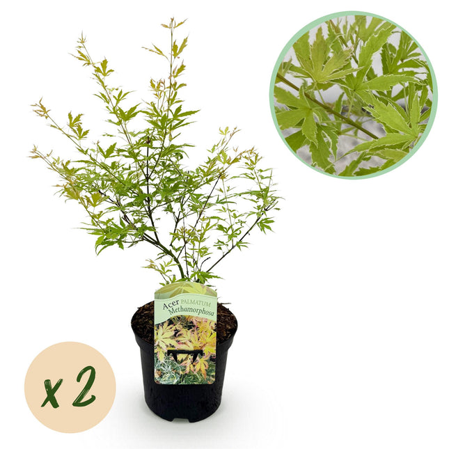 Green boutiQ - Terrasplant - Japanse Esdoorn - Acer palmatum Methamorphosa - Groen - 2 Planten - Bladverliezend - Pot 19cm Hoogte 70cm