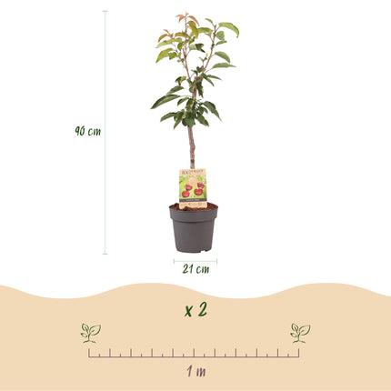 Green boutiQ - Fruitplant - Kersenboom - Prunus avium Regina  - Rode kers - Pot 21cm Hoogte 90cm