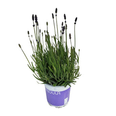 Collection image for: Tuinplanten