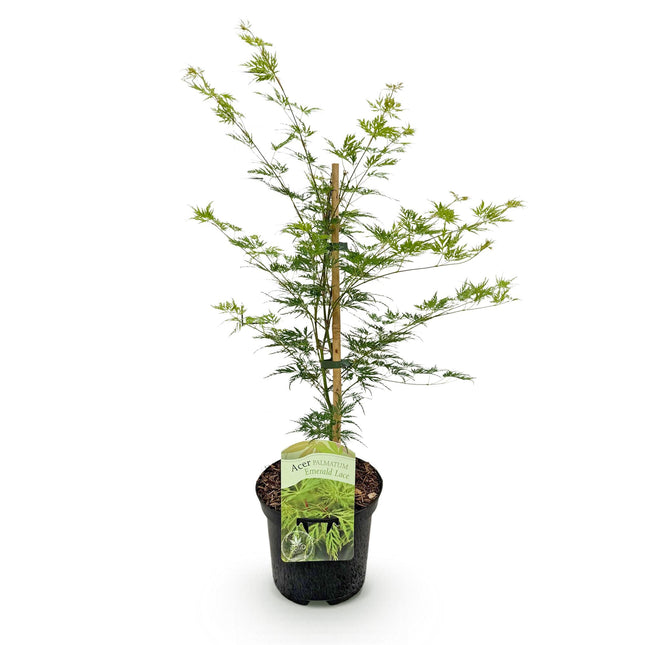 Green boutiQ - Terrasplant - Japanse Esdoorn - Acer palmatum Emerald Lace - Groen - 1 Plant - Bladverliezend - Pot 19cm Hoogte 70cm