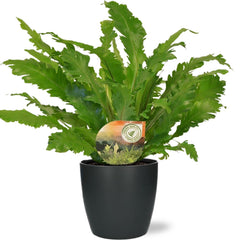 Collection image for: Kamerplant in pot