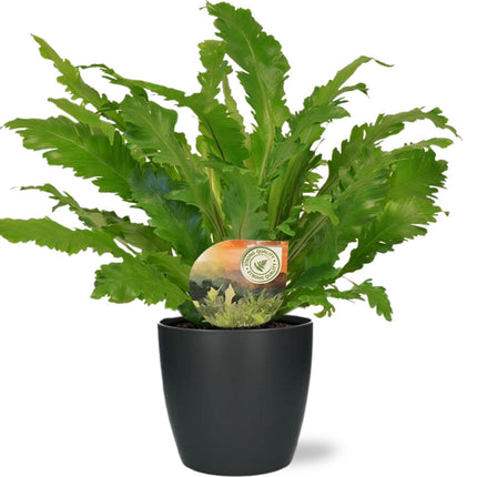 Asplenium Campio - Ø17cm - ↕50cm + Pot Brussels D18x17cm - Antraciet