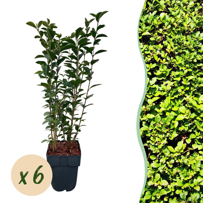 Green boutiQ - Haagplanten - Ligustrum ovalifolium -  blad groen - 6 planten - 1 strekkende meter - groenblijvend - pot 17cm hoogte 55cm