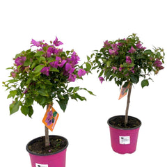 Collection image for: Tuinplanten op stam