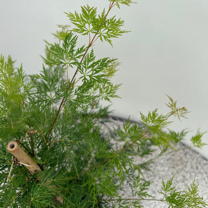 Green boutiQ - Terrasplant - Japanse Esdoorn - Acer palmatum Emerald Lace - Groen - 2 Planten - Bladverliezend - Pot 19cm Hoogte 70cm
