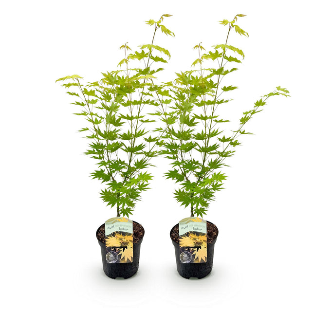 Green boutiQ - Terrasplant - Japanse Esdoorn - Acer palmatum Jordan - Geel - 2 Planten - Bladverliezend - Pot 19cm Hoogte 70cm
