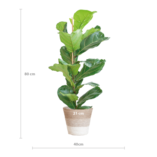 Ficus Lyrata met Mand Lissabon wit - 80cm - Ø21