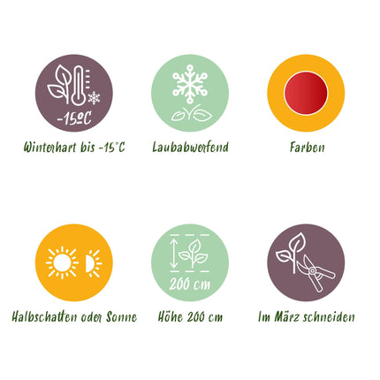 Green boutiQ - Terrasplant - Japanse Esdoorn - Acer palmatum Beni Maiko - Rood - 1 Plant - Bladverliezend - Pot 19cm Hoogte 70cm