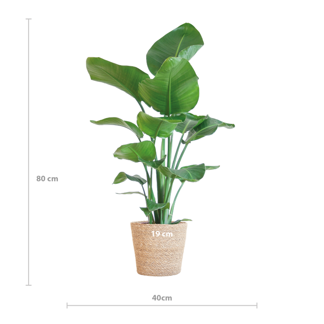Strelitzia Nicolai met Sofia mand naturel - 80cm - Ø21