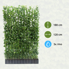 Collection image for: Makkelijk te onderhouden tuinplanten