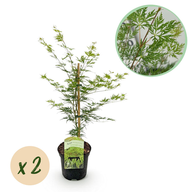 Green boutiQ - Terrasplant - Japanse Esdoorn - Acer palmatum Emerald Lace - Groen - 2 Planten - Bladverliezend - Pot 19cm Hoogte 70cm