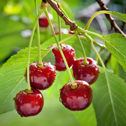 Green boutiQ - Fruitplant - Kersenboom - Prunus avium Regina  - Rode kers - Pot 21cm Hoogte 90cm