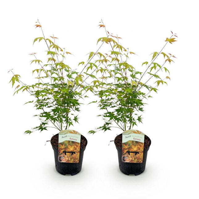 Green boutiQ - Terrasplant - Japanse Esdoorn - Acer palmatum Katsura - Oranje - 2 Planten - Bladverliezend - Pot 19cm Hoogte 70cm