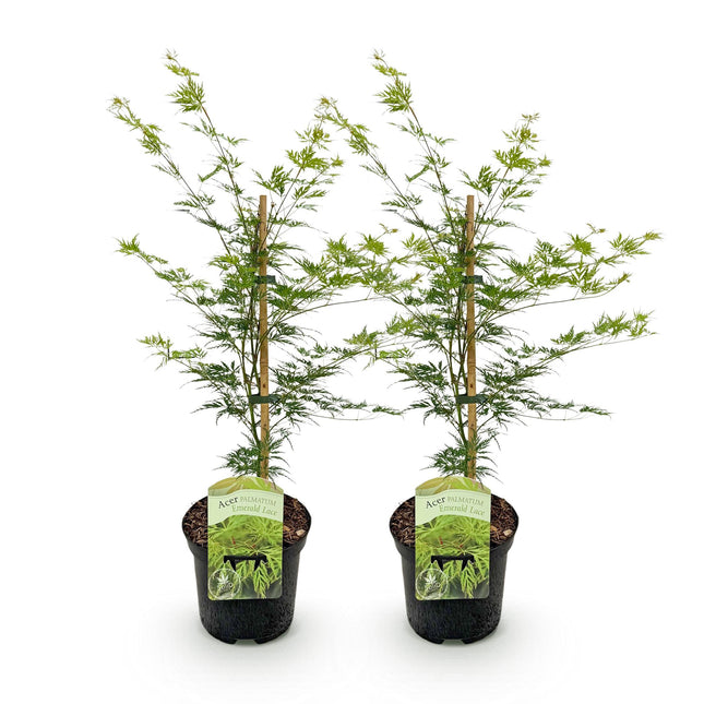 Green boutiQ - Terrasplant - Japanse Esdoorn - Acer palmatum Emerald Lace - Groen - 2 Planten - Bladverliezend - Pot 19cm Hoogte 70cm