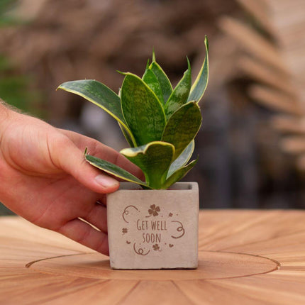 Congreet plantpots + Sansevieria | Get well soon